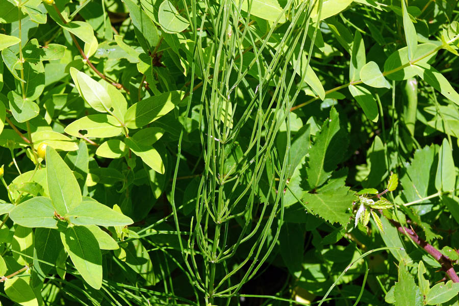 Equisetum arvense / Equiseto dei campi